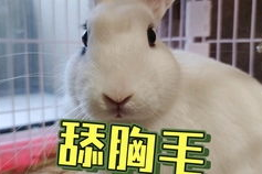 网红兔兔抖音吃瓜